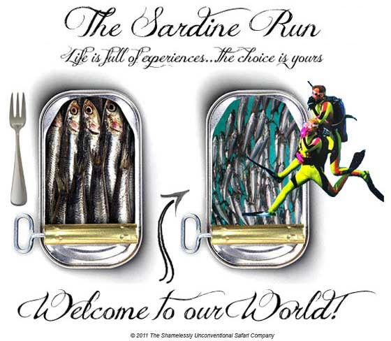 The Sardine Run 2012