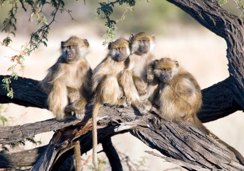 Baboon family on an Africa safari the Okavango Delta