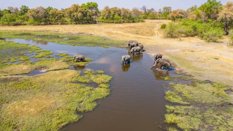 9 Nights Luxury Safari in Linyanti & Okavango Delta