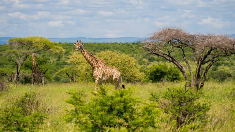 Explore South Africa on a 6-Night Luxury Malaria-Free Safari