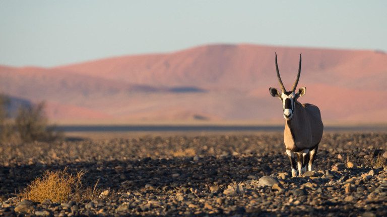 8-Night Safari Through Namibia’s Iconic Landscapes
