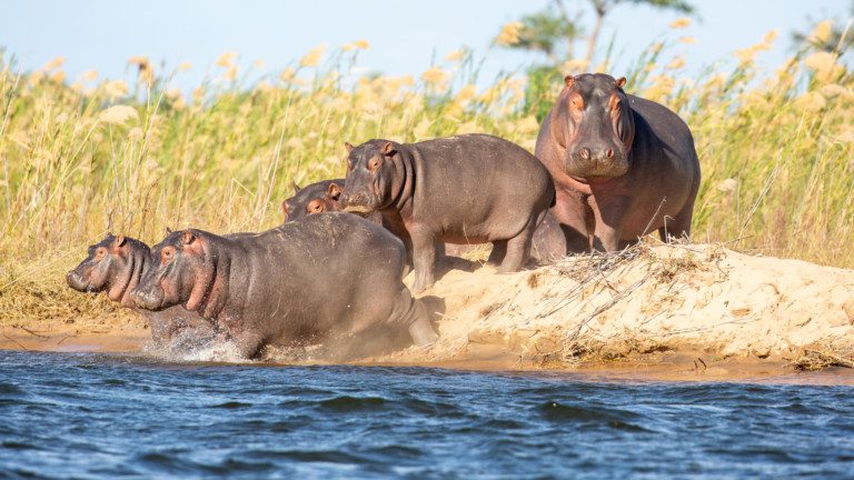 8-Night Zambia Safari: Experience The Highlights Of Zambia